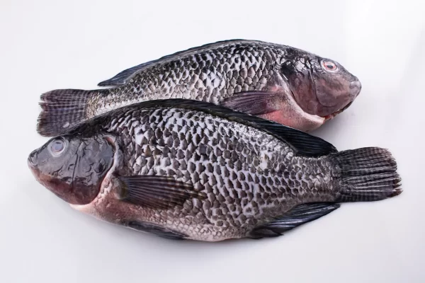 Mojarra Tilapia